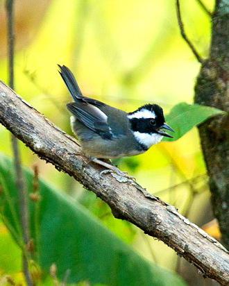 Black-capped Sparrow