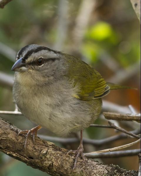 Green-backed Sparrow