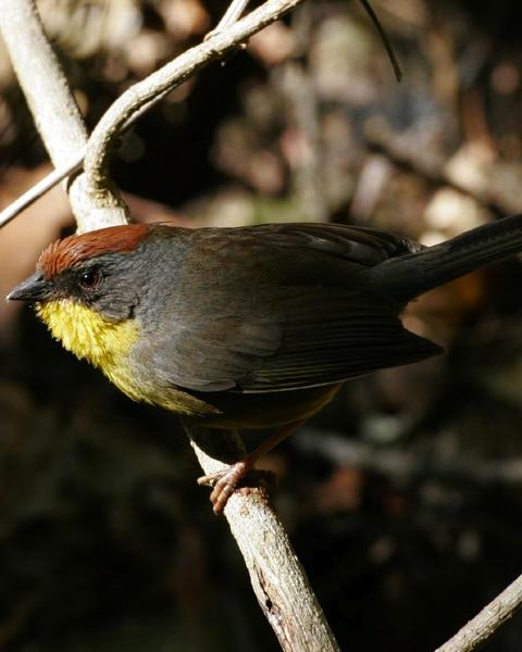 Rufous-capped Brushfinch