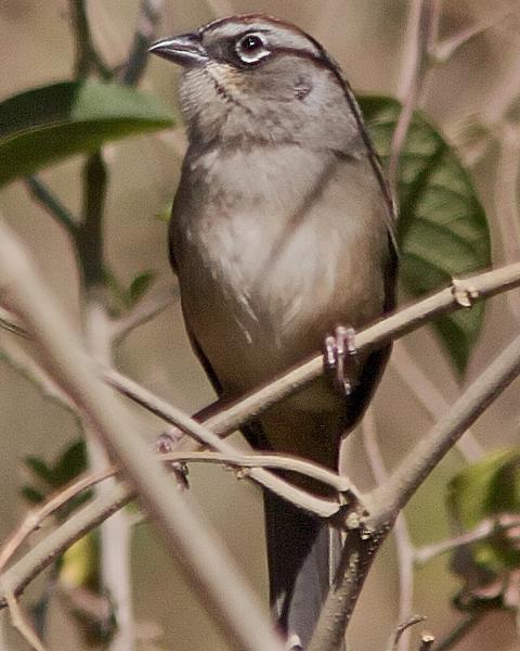 Oaxaca Sparrow