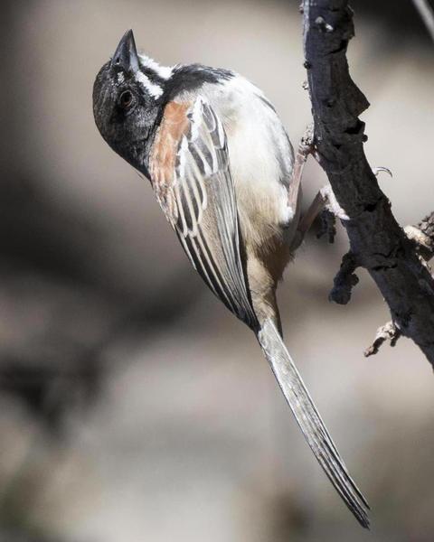 Black-chested Sparrow