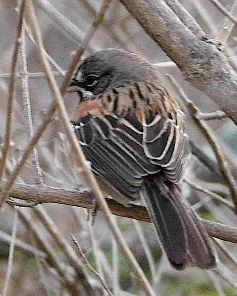 Bridled Sparrow