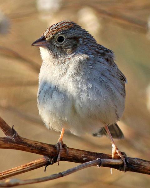 Cassin's Sparrow