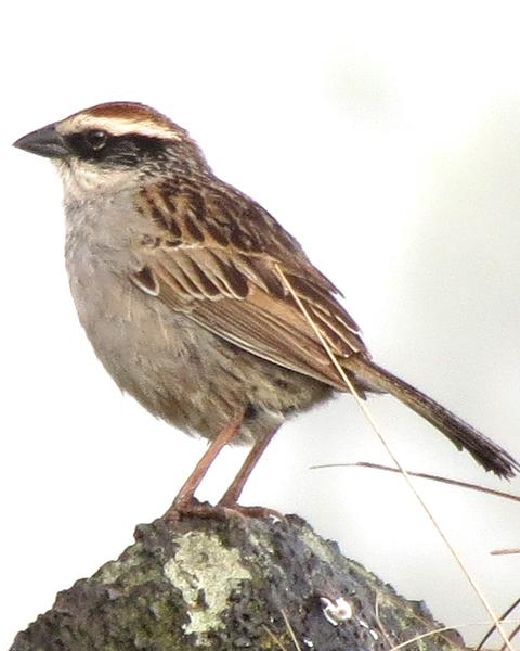 Striped Sparrow