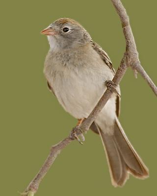 Worthen's Sparrow