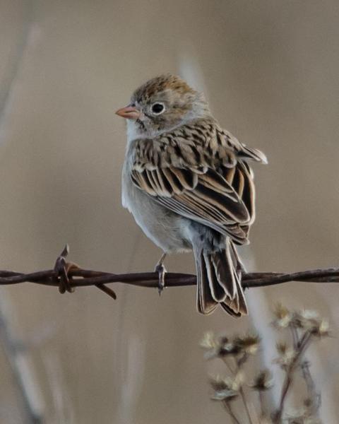 Worthen's Sparrow