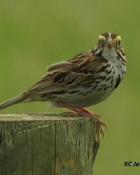 Savannah Sparrow (Eastern)