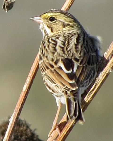 Savannah Sparrow (Eastern)
