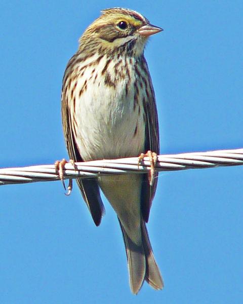 Savannah Sparrow (Ipswich)