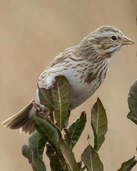 Savannah Sparrow (Ipswich)