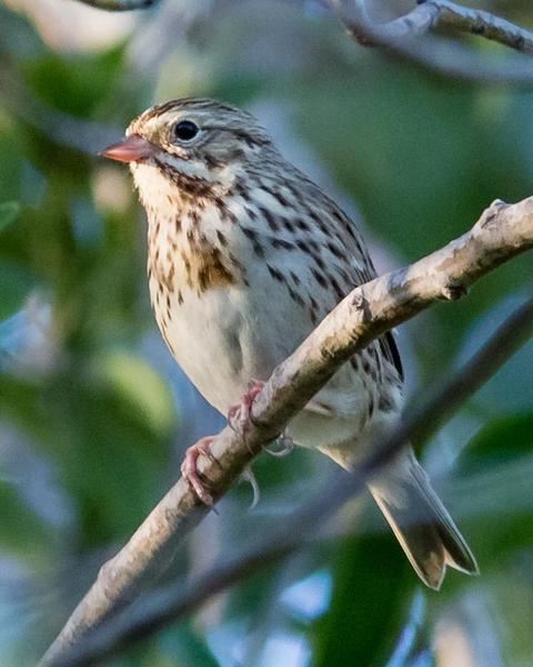 Savannah Sparrow (Western)
