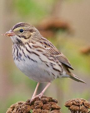 Savannah Sparrow (Western)