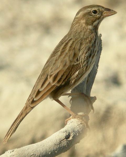 Savannah Sparrow (Large-billed)