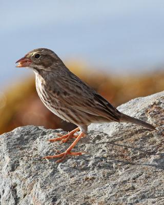 Savannah Sparrow (Large-billed)