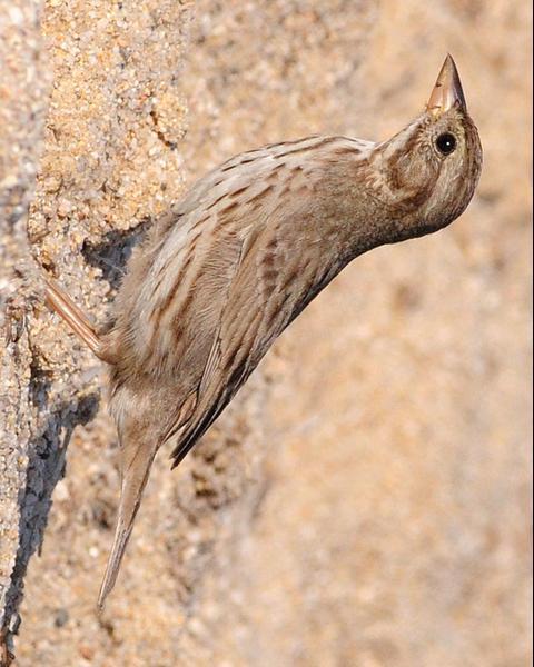 Savannah Sparrow (Large-billed)