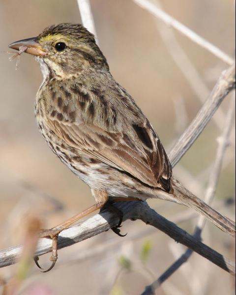 Savannah Sparrow (Large-billed)