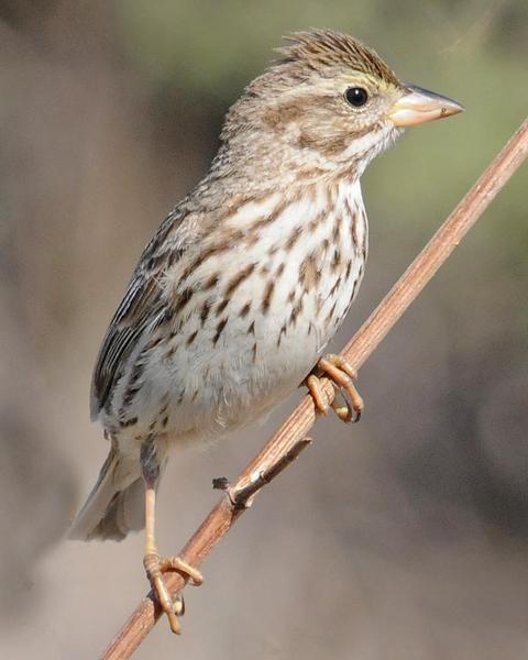 Savannah Sparrow (Large-billed)