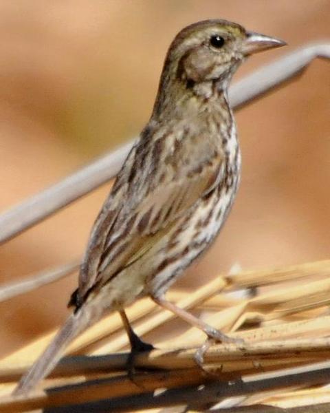 Savannah Sparrow (Large-billed)