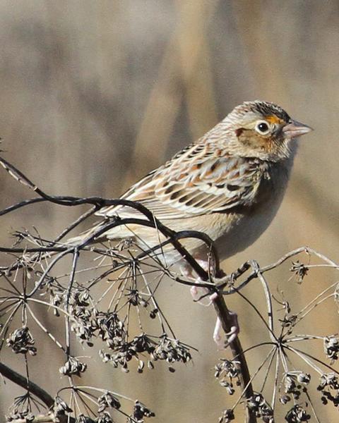 Grasshopper Sparrow (Western)