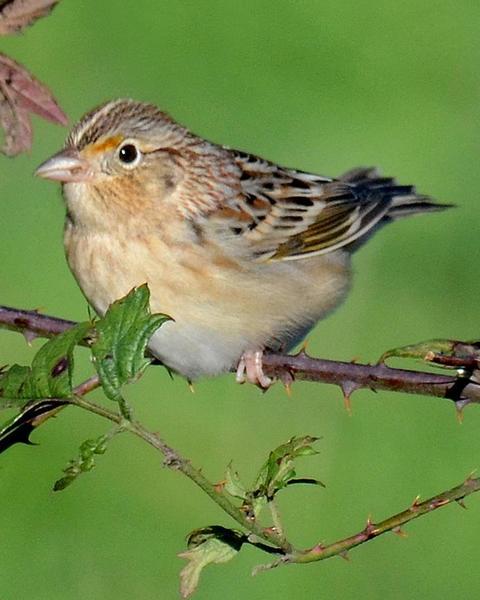 Grasshopper Sparrow (Western)