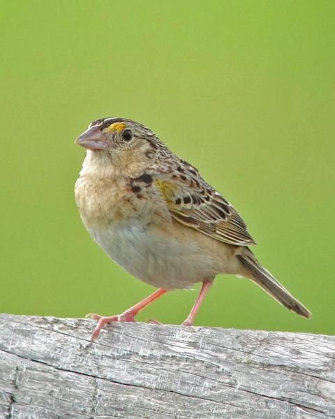 Grasshopper Sparrow (Eastern)