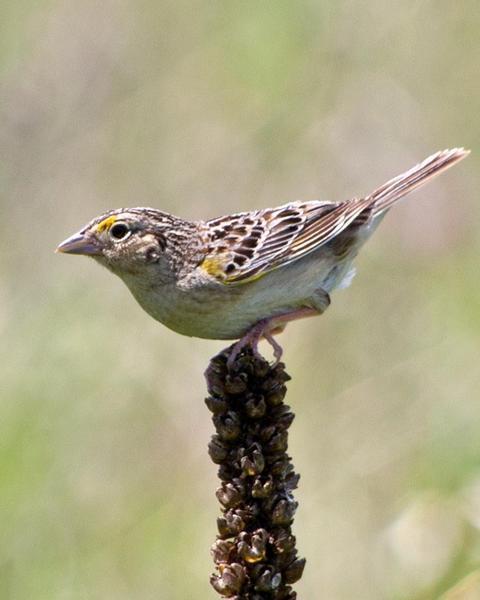 Grasshopper Sparrow (Eastern)