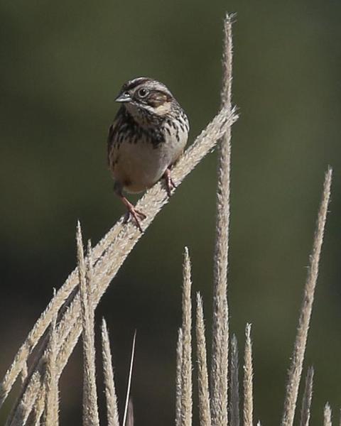 Sierra Madre Sparrow