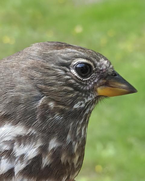 Fox Sparrow (Sooty)