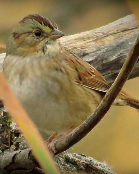 Swamp Sparrow