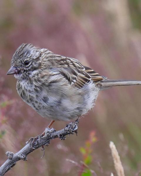 Rufous-collared Sparrow