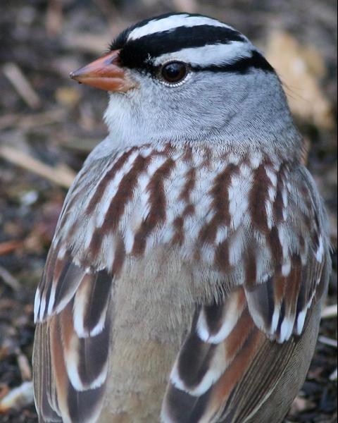 White-crowned Sparrow (Dark-lored)