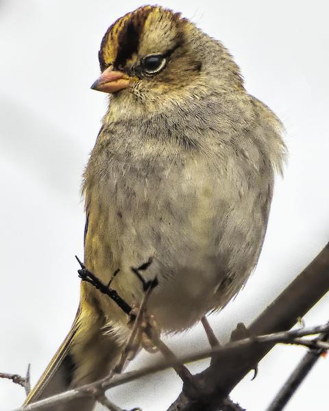 White-crowned Sparrow (Dark-lored)
