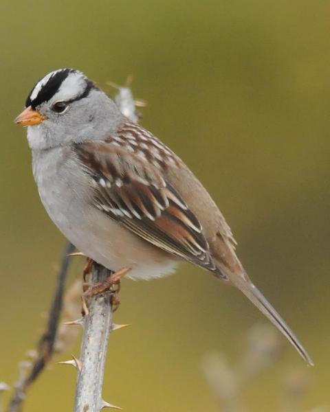 White-crowned Sparrow (Gambel's)