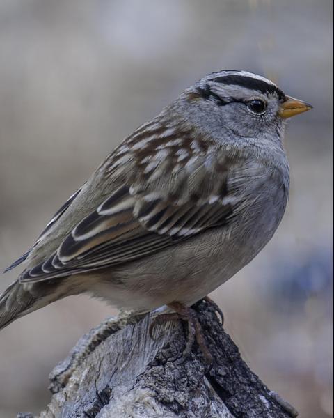 White-crowned Sparrow (Gambel's)