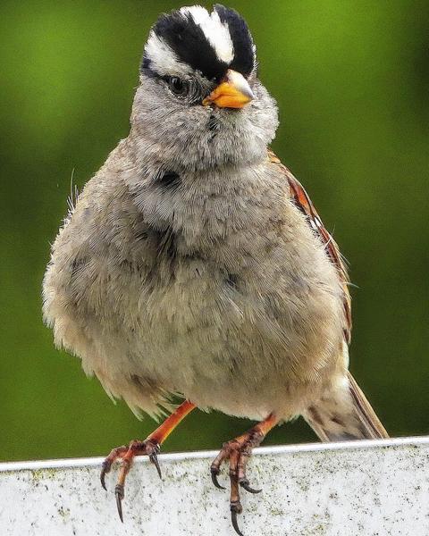 White-crowned Sparrow (pugetensis)