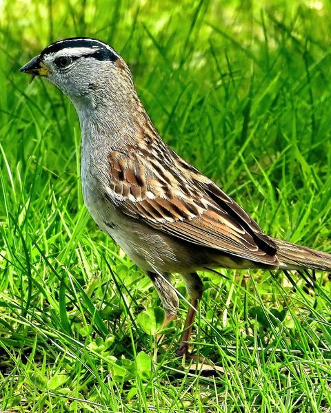 White-crowned Sparrow (pugetensis)
