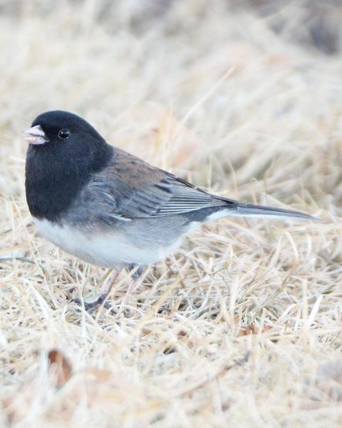 Dark-eyed Junco (cismontanus)