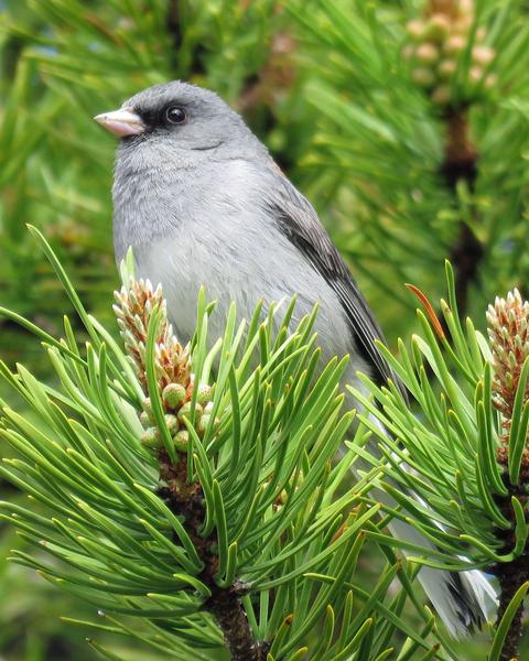 Dark-eyed Junco (cismontanus)
