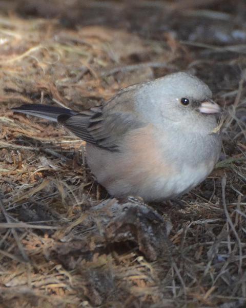 Dark-eyed Junco (Pink-sided)