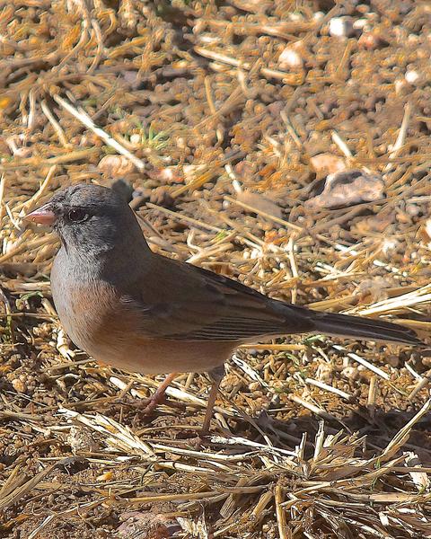 Dark-eyed Junco (Pink-sided)