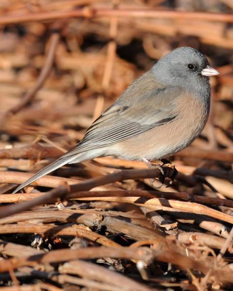 Dark-eyed Junco (Pink-sided)