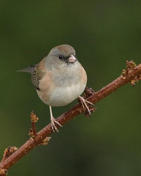 Dark-eyed Junco (Pink-sided)