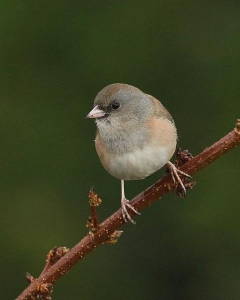Dark-eyed Junco (Pink-sided)