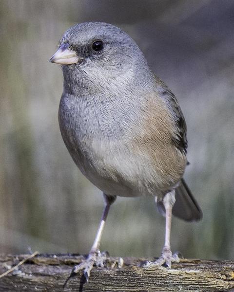 Dark-eyed Junco (Pink-sided)