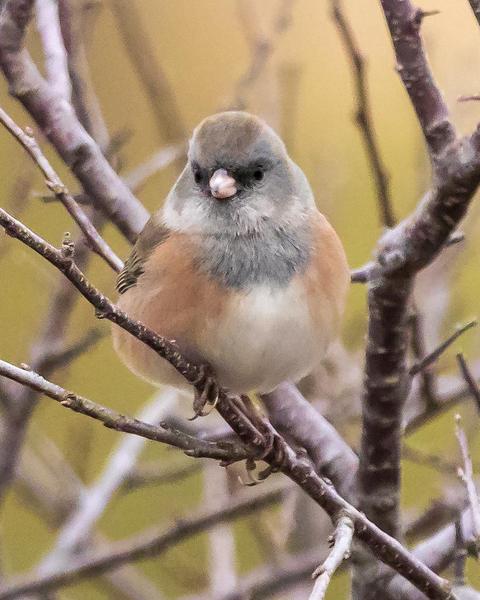 Dark-eyed Junco (Pink-sided)