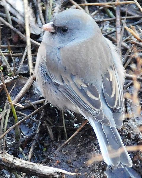 Dark-eyed Junco (Pink-sided)