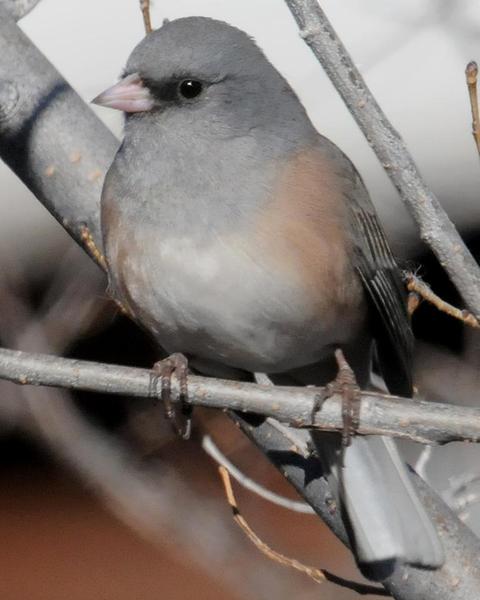 Dark-eyed Junco (Pink-sided)