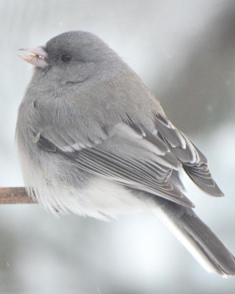 Dark-eyed Junco (White-winged)