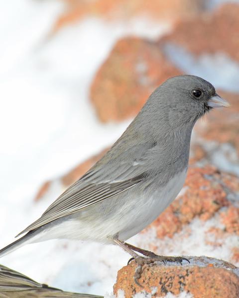 Dark-eyed Junco (White-winged)