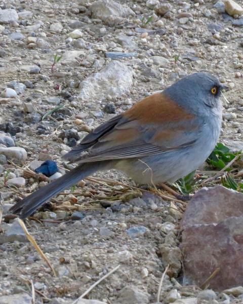 Yellow-eyed Junco (Mexican)